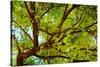 Locust Tree Close-Up Background.-adistock-Stretched Canvas