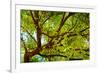 Locust Tree Close-Up Background.-adistock-Framed Photographic Print