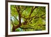 Locust Tree Close-Up Background.-adistock-Framed Photographic Print