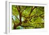 Locust Tree Close-Up Background.-adistock-Framed Photographic Print