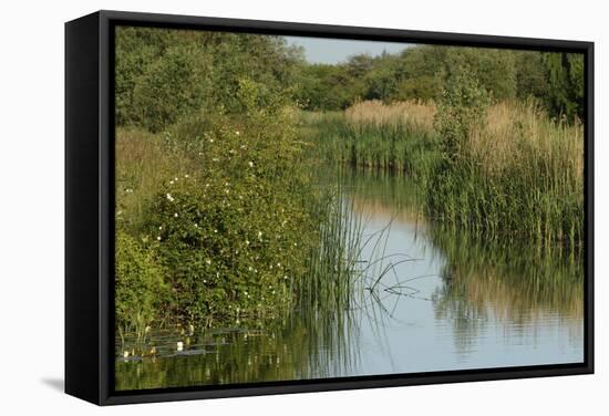 Lode (Waterway) on Wicken Fen, Cambridgeshire, UK, June 2011-Terry Whittaker-Framed Stretched Canvas