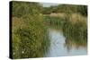 Lode (Waterway) on Wicken Fen, Cambridgeshire, UK, June 2011-Terry Whittaker-Stretched Canvas