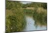 Lode (Waterway) on Wicken Fen, Cambridgeshire, UK, June 2011-Terry Whittaker-Mounted Photographic Print