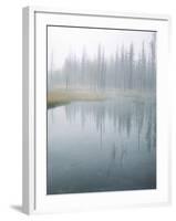 Lodge Pole Pines Along Fire Hole Lake, Yellowstone NP, Wyoming-Greg Probst-Framed Photographic Print