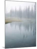 Lodge Pole Pines Along Fire Hole Lake, Yellowstone NP, Wyoming-Greg Probst-Mounted Photographic Print