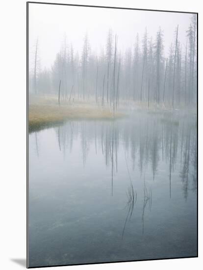 Lodge Pole Pines Along Fire Hole Lake, Yellowstone NP, Wyoming-Greg Probst-Mounted Photographic Print