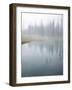 Lodge Pole Pines Along Fire Hole Lake, Yellowstone NP, Wyoming-Greg Probst-Framed Photographic Print