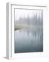 Lodge Pole Pines Along Fire Hole Lake, Yellowstone NP, Wyoming-Greg Probst-Framed Photographic Print