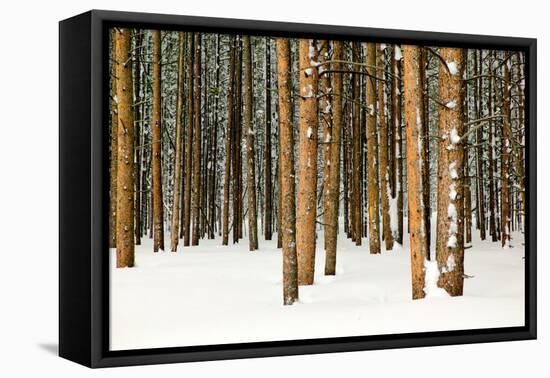 Lodge Poles-Howard Ruby-Framed Stretched Canvas