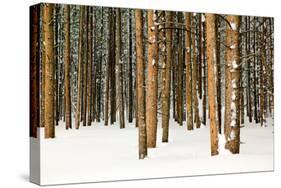 Lodge Poles-Howard Ruby-Stretched Canvas