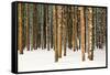 Lodge Poles-Howard Ruby-Framed Stretched Canvas