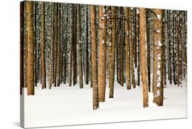 Lodge Poles-Howard Ruby-Stretched Canvas