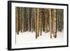 Lodge Poles-Howard Ruby-Framed Photographic Print