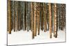 Lodge Poles-Howard Ruby-Mounted Photographic Print