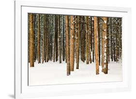 Lodge Poles-Howard Ruby-Framed Photographic Print