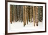 Lodge Poles-Howard Ruby-Framed Photographic Print