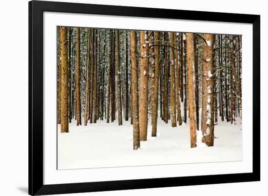 Lodge Poles-Howard Ruby-Framed Photographic Print