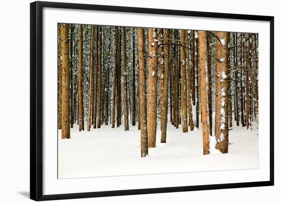 Lodge Poles-Howard Ruby-Framed Photographic Print