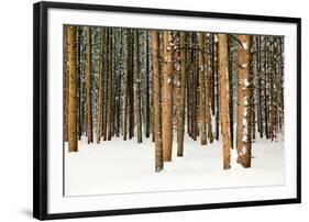 Lodge Poles-Howard Ruby-Framed Photographic Print