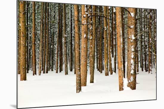 Lodge Poles-Howard Ruby-Mounted Photographic Print