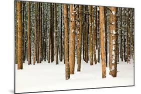 Lodge Poles-Howard Ruby-Mounted Photographic Print