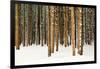 Lodge Poles-Howard Ruby-Framed Photographic Print