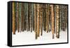 Lodge Poles-Howard Ruby-Framed Stretched Canvas