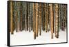Lodge Poles-Howard Ruby-Framed Stretched Canvas