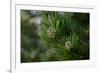 Lodgepole pine, Artist Point, Yellowstone National Park, Wyoming, USA.-Roddy Scheer-Framed Photographic Print