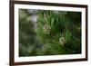 Lodgepole pine, Artist Point, Yellowstone National Park, Wyoming, USA.-Roddy Scheer-Framed Photographic Print