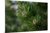 Lodgepole pine, Artist Point, Yellowstone National Park, Wyoming, USA.-Roddy Scheer-Mounted Photographic Print