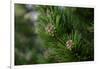 Lodgepole pine, Artist Point, Yellowstone National Park, Wyoming, USA.-Roddy Scheer-Framed Photographic Print