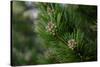 Lodgepole pine, Artist Point, Yellowstone National Park, Wyoming, USA.-Roddy Scheer-Stretched Canvas