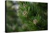 Lodgepole pine, Artist Point, Yellowstone National Park, Wyoming, USA.-Roddy Scheer-Stretched Canvas