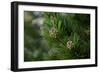 Lodgepole pine, Artist Point, Yellowstone National Park, Wyoming, USA.-Roddy Scheer-Framed Photographic Print