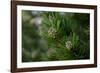 Lodgepole pine, Artist Point, Yellowstone National Park, Wyoming, USA.-Roddy Scheer-Framed Photographic Print