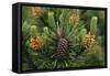 Lodgepole Pine Branch with Cones-Darrell Gulin-Framed Stretched Canvas