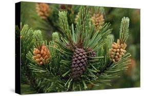 Lodgepole Pine Branch with Cones-Darrell Gulin-Stretched Canvas