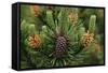 Lodgepole Pine Branch with Cones-Darrell Gulin-Framed Stretched Canvas