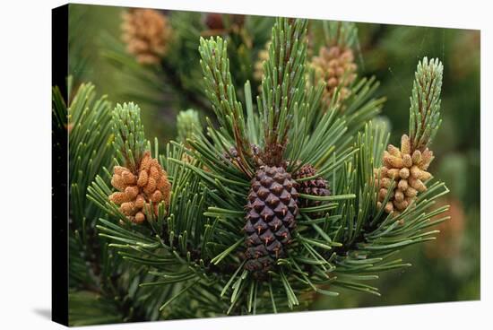 Lodgepole Pine Branch with Cones-Darrell Gulin-Stretched Canvas