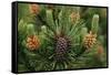 Lodgepole Pine Branch with Cones-Darrell Gulin-Framed Stretched Canvas