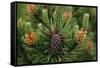 Lodgepole Pine Branch with Cones-Darrell Gulin-Framed Stretched Canvas