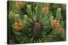 Lodgepole Pine Branch with Cones-Darrell Gulin-Stretched Canvas