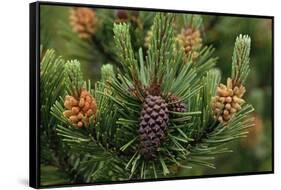 Lodgepole Pine Branch with Cones-Darrell Gulin-Framed Stretched Canvas