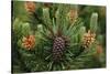 Lodgepole Pine Branch with Cones-Darrell Gulin-Stretched Canvas