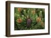 Lodgepole Pine Branch with Cones-Darrell Gulin-Framed Premium Photographic Print