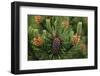 Lodgepole Pine Branch with Cones-Darrell Gulin-Framed Premium Photographic Print