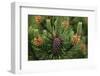 Lodgepole Pine Branch with Cones-Darrell Gulin-Framed Premium Photographic Print