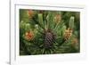 Lodgepole Pine Branch with Cones-Darrell Gulin-Framed Photographic Print