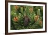 Lodgepole Pine Branch with Cones-Darrell Gulin-Framed Photographic Print